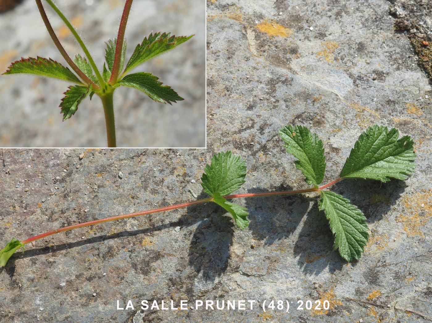 Cinquefoil, Rock leaf